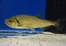 VAMPIERTETRA ARMATUS