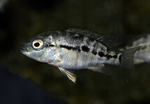 NANDOPSIS HAITIENSIS S