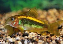 PANTSERMEERVAL ORANGE LASER M