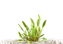 Cryptocoryne parva in pot (p5)