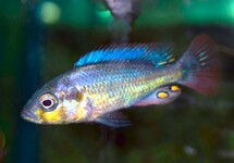 VICTORIA CICHLIDE NUBILUS