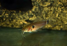 SILURE NAIN BIMACULATUS
