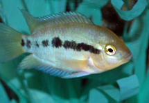 CICHLIDÉ ARC-EN-CIEL