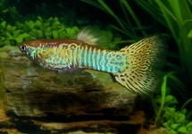 GUPPY SNAKESKIN YELLOW MALE