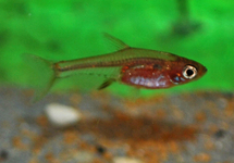 RASBORA AXELRODI NEON RED