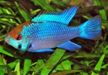 ELECTRIC BLUE RAM CICHLID  