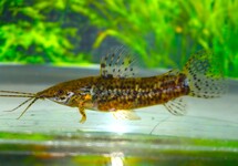 PANTSERMEERVAL NANAY