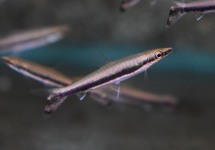 ONE-LINED PENCILFISH