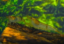 BUMBLEBEE SHRIMP