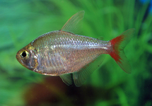 COLOMBIAN TETRA