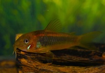 CORYDORAS ORANGE LASER