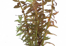 Rotala rotundifolia - TA