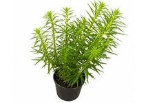 Pogostemon erectus in pot (p5)