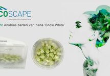 Anubias barteri var. nana 'Snow White' - In Vitro Cup (BEPERKT!)