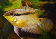 FLAGGENBUNTBARSCH COLOMBIA