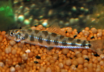 LOACH CORICA 