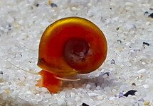 PLANORBE DES ÉTANGS ROUGE