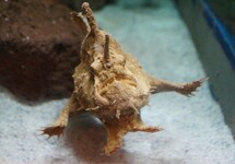 BRACKISHWATER FROGFISH