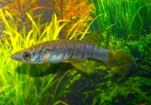KILLIVIS GRAHAMI