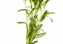 Heteranthera zosterifolia - BA