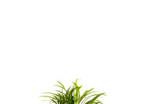 Echinodorus tenellus in pot (p5)