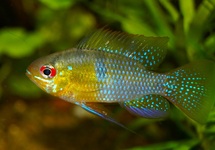 BLUE RAM CICHLID
