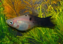 PLATY PANDA