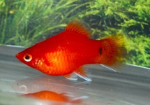 KORALLENPLATY ROT