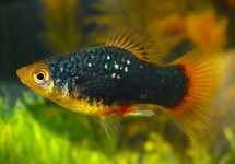PLATY ZWART GEEL