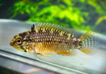 DWARF CICHLID VIELFLECK