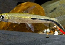 Other Characiformes