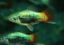 PLATY BLAU TUXEDO ROTSCHWANZ