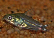 CORYDORAS NAIN HASTATUS