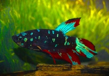 BETTA SP. PLAKAT BLACK STAR MALE XL