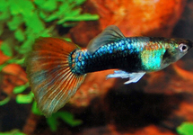 GUPPY NÉON TUXEDO ROUGE (MÂLE)  