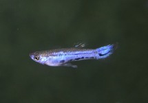 GUPPY MELANZONA BLEU (M/F)