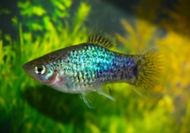 PLATY NEON BLAU GEPUNKTED
