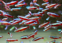 KARDINAALTETRA BRAZILIË