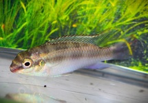 KERSENBUIKCICHLIDE PULCHER
