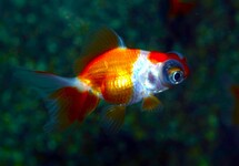 SCHLEIER BUTTERFLY ROT/WEISS