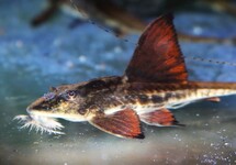 LORICARIA SP. RIO ATABAPO
