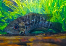 PARACHROMIS DOVII S