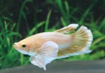 BETTA PLAKAT DUMBO EAR GOLD MALE
