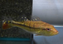 CICHLA TEMENSIS