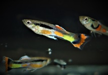 GUPPY ENDLER CAMPOMA 42  (M/F)
