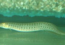 FRECKLE FIN SPINY EEL