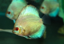 DISKUS BLAU DIAMANT