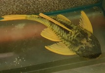 GOLDEN SAILFIN PLECO