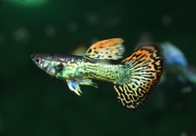 GUPPY DUMBO EAR MOSAIC MALE