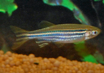 ZEBRAFISH